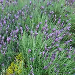 Chanelle 4* Les Rosiers