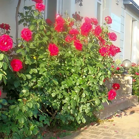 Chanelle Les Rosiers