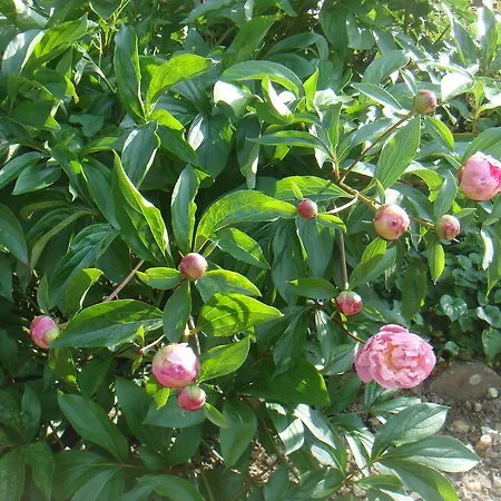 Chanelle 4* Les Rosiers