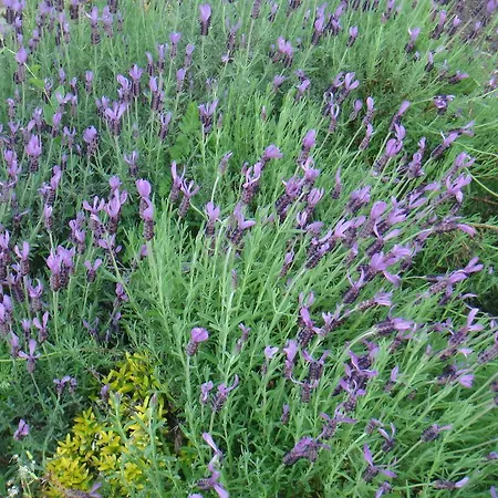 Chanelle 4* Les Rosiers