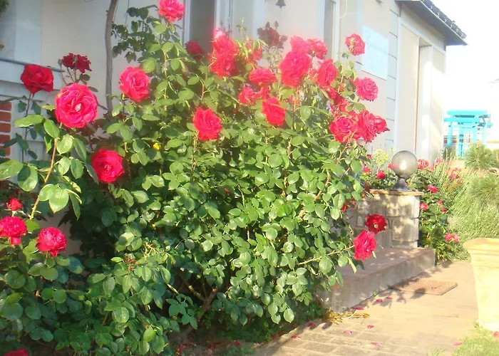 Bed & Breakfast Chanelle Les Rosiers