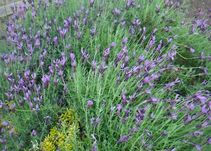 Chanelle 4* Les Rosiers